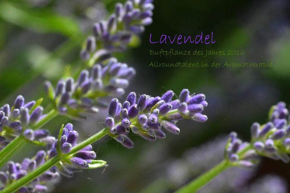 Lavendel